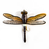 Topwater Dragonfly Fishing Lure